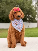 Ella - F1b Standard Goldendoodle , a female Goldendoodle for sale in Frostproof, FL – 6 of 9