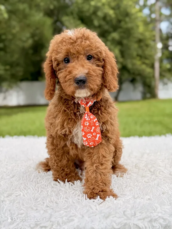 Chase - F1bb Mini Goldendoodle  – Miniature Goldendoodle puppy for sale in Frostproof, FL
