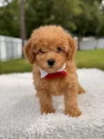 Dylan - F1b Mini Male , a male Miniature Goldendoodle for sale in Frostproof, FL – 5 of 9