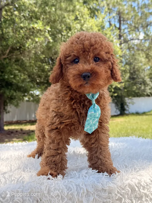 Timón - Mini F1bb – Miniature Goldendoodle puppy for sale in Frostproof, FL
