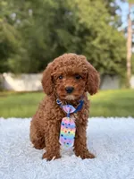 Atlas - Cavapoo, a male Cavapoo for sale in Frostproof, FL – 4 of 10