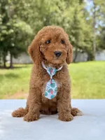 Trevor - F1b Mini Goldendoodle Male, a male Miniature Goldendoodle for sale in Frostproof, FL – 9 of 10
