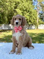 Molly - Mini , a female Miniature Goldendoodle for sale in Frostproof, FL – 2 of 9