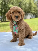 Thomas - F1b Mini Goldendoodle Male , a male Miniature Goldendoodle for sale in Frostproof, FL – 6 of 8