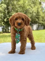 Timothy - F1b Mini Goldendoodle Male , a male Miniature Goldendoodle for sale in Frostproof, FL – 9 of 10