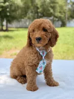 Trevor - F1b Mini Goldendoodle Male, a male Miniature Goldendoodle for sale in Frostproof, FL – 5 of 10