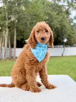 Harris , a male Goldendoodle and Miniature Goldendoodle for sale in Frostproof, FL – 1 of 8