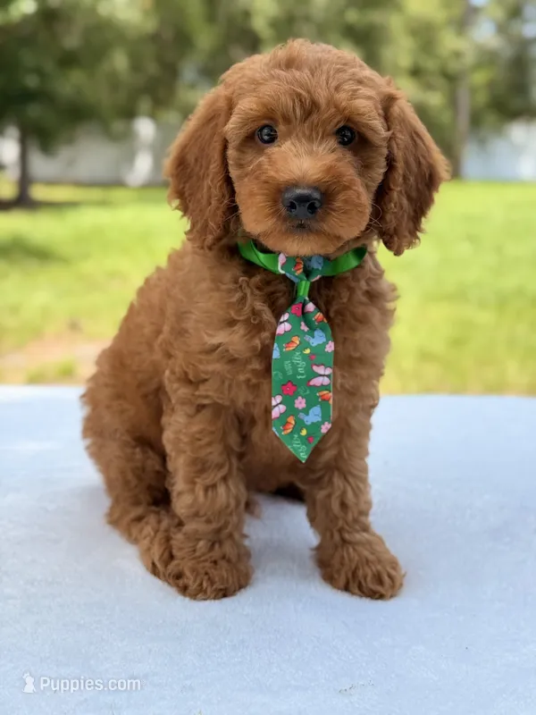 Timothy - F1b Mini Goldendoodle Male  – Miniature Goldendoodle puppy for sale in Frostproof, FL