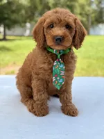 Timothy - F1b Mini Goldendoodle Male , a male Miniature Goldendoodle for sale in Frostproof, FL – 1 of 10