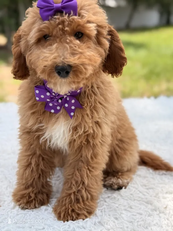 Elsa  – Miniature Goldendoodle puppy for sale in Frostproof, FL