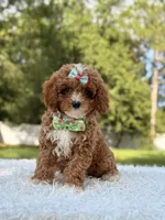 Athena , a female Cavapoo for sale in Frostproof, FL – 7 of 10