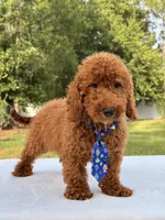 Peanut - Toy, a male Miniature Goldendoodle for sale in Frostproof, FL – 5 of 10