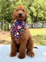 Nala , a female Goldendoodle for sale in Frostproof, FL – 8 of 9