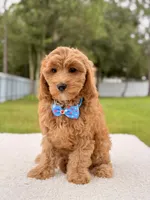 Callie , a female Cavapoo for sale in Frostproof, FL – 8 of 8