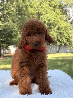 Oscar - F1b Mini, a male Goldendoodle and Miniature Goldendoodle for sale in Frostproof, FL – 9 of 10