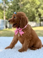 Dream - F1b Standard , a female Goldendoodle for sale in Frostproof, FL – 8 of 9