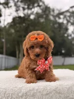 Faith - Toy Goldendoodle , a female Miniature Goldendoodle for sale in Frostproof, FL – 7 of 8