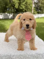 Mathew , a male Miniature Goldendoodle for sale in Frostproof, FL – 2 of 8