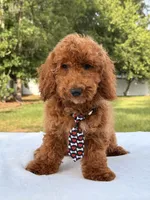 Pluto - Mini , a male Miniature Goldendoodle for sale in Frostproof, FL – 4 of 10