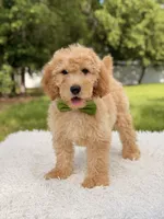 Marshall - Medium, a male Miniature Goldendoodle for sale in Frostproof, FL – 2 of 8