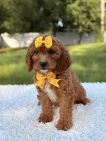 Alice, a female Cavapoo for sale in Frostproof, FL – 4 of 10