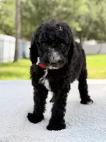 Snow - Standard Goodendoodle, a male Goldendoodle for sale in Frostproof, FL – 8 of 10