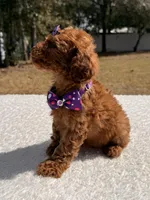 Bailey - Mini , a female Miniature Goldendoodle for sale in Frostproof, FL – Photo 8 of 8