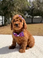 Bailey - Mini , a female Miniature Goldendoodle for sale in Frostproof, FL – Photo 5 of 8