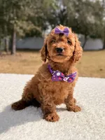 Bailey - Mini , a female Miniature Goldendoodle for sale in Frostproof, FL – Photo 4 of 8