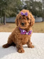 Bailey - Mini , a female Miniature Goldendoodle for sale in Frostproof, FL – Photo 3 of 8