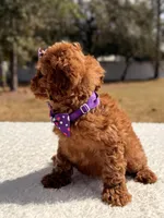 Bailey - Mini , a female Miniature Goldendoodle for sale in Frostproof, FL – Photo 7 of 8