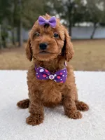 Bailey - Mini , a female Miniature Goldendoodle for sale in Frostproof, FL – Photo 2 of 8