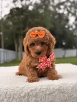 Faith - Toy Goldendoodle , a female Miniature Goldendoodle for sale in Frostproof, FL – 4 of 8