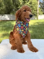 Arthur - F1b Mini , a male Goldendoodle and Miniature Goldendoodle for sale in Frostproof, FL – 4 of 8