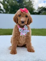 Jade - F1b Standard Goldendoodle , a female Goldendoodle for sale in Frostproof, FL – 3 of 8