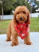 Thiago , a male Goldendoodle and Miniature Goldendoodle for sale in Frostproof, FL – 4 of 10