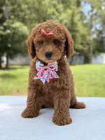 Tinker - F1b Mini Goldendoodle Female , a female Miniature Goldendoodle for sale in Frostproof, FL – 6 of 10