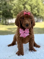 Destiny - F1b Standard Goldendoodle , a female Goldendoodle for sale in Frostproof, FL – 3 of 9