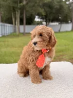 Chase , a male Cavapoo for sale in Frostproof, FL – 4 of 8