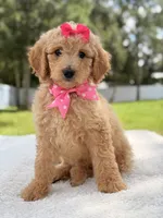 Jasmine - F1b Standard Goldendoodle , a female Goldendoodle for sale in Frostproof, FL – 9 of 10