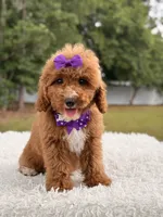 Moana F1bb Mini, a female Miniature Goldendoodle for sale in Frostproof, FL – 2 of 8