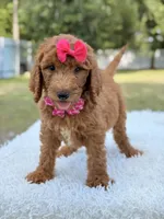 Delilah - F1b Standard Goldendoodle , a female Goldendoodle for sale in Frostproof, FL – 2 of 8