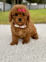 Dreamy - F1b Mini , a female Miniature Goldendoodle for sale in Frostproof, FL – 1 of 9