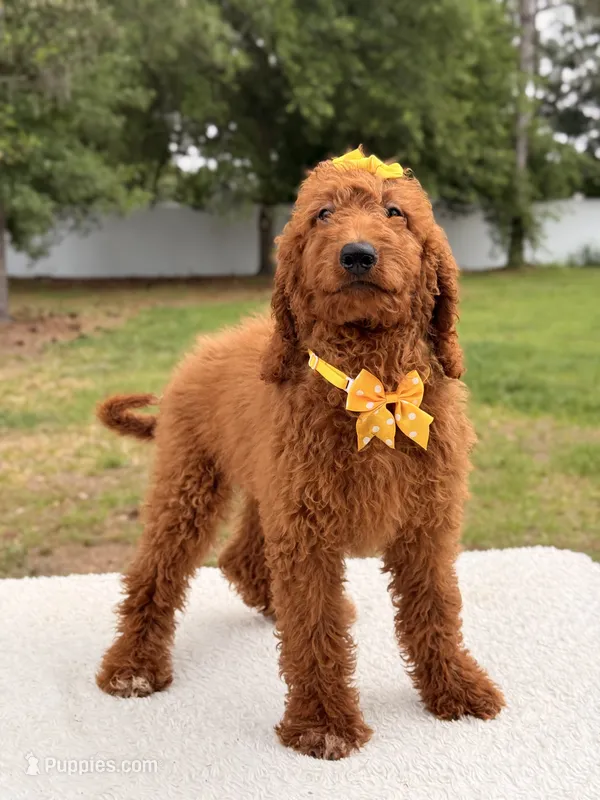 Nala  – Goldendoodle puppy for sale in Frostproof, FL