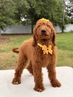 Nala , a female Goldendoodle for sale in Frostproof, FL – 1 of 10