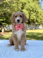 Molly - Mini , a female Miniature Goldendoodle for sale in Frostproof, FL – 4 of 9