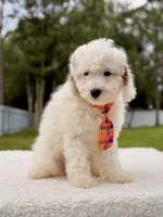 Copito , a male Cavapoo for sale in Frostproof, FL – 8 of 9