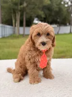 Chase , a male Cavapoo for sale in Frostproof, FL – 6 of 8