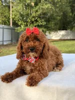 Princes - Toy, a female Miniature Goldendoodle for sale in Frostproof, FL – 9 of 10