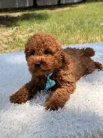 Timón - Mini F1bb, a male Miniature Goldendoodle for sale in Frostproof, FL – 9 of 10